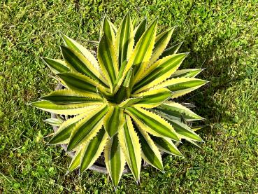 Mother plant